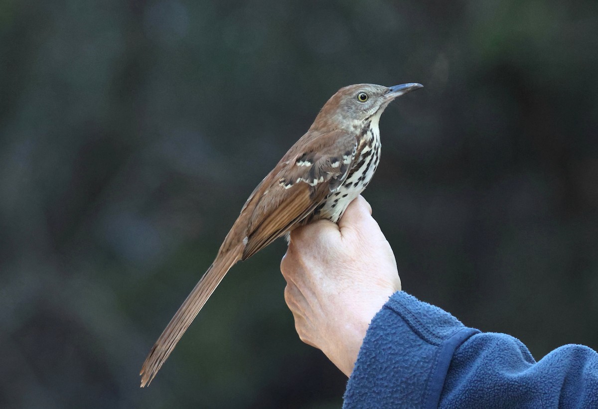 Brown Thrasher - ML642459137