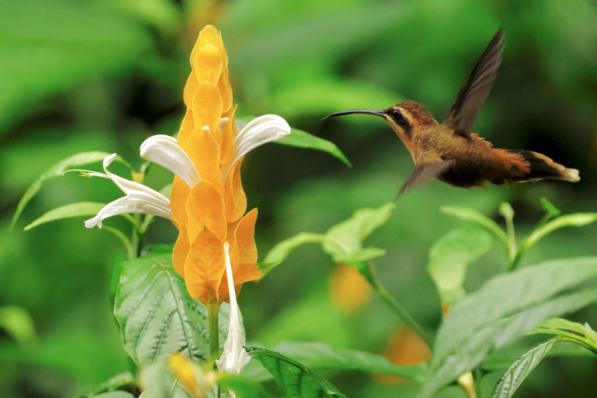 Stripe-throated Hermit - ML642459138