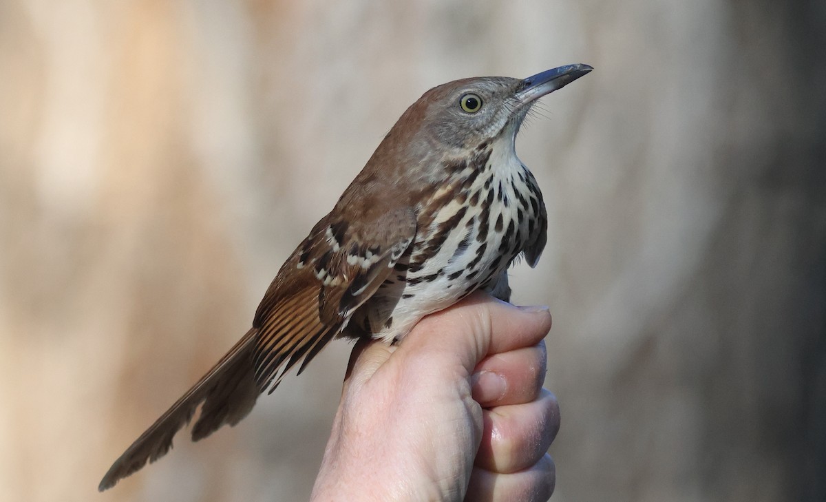 Brown Thrasher - ML642459157