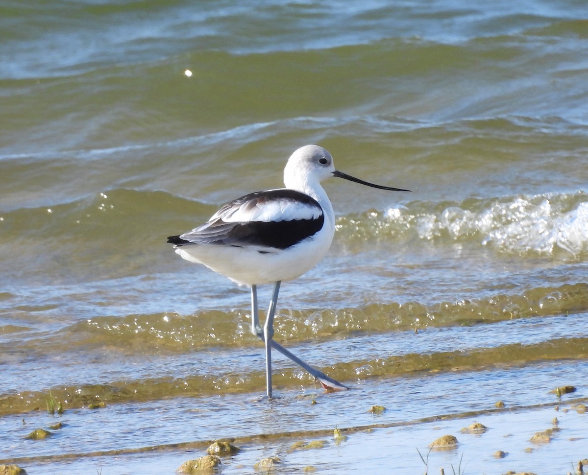 American Avocet - ML642459188