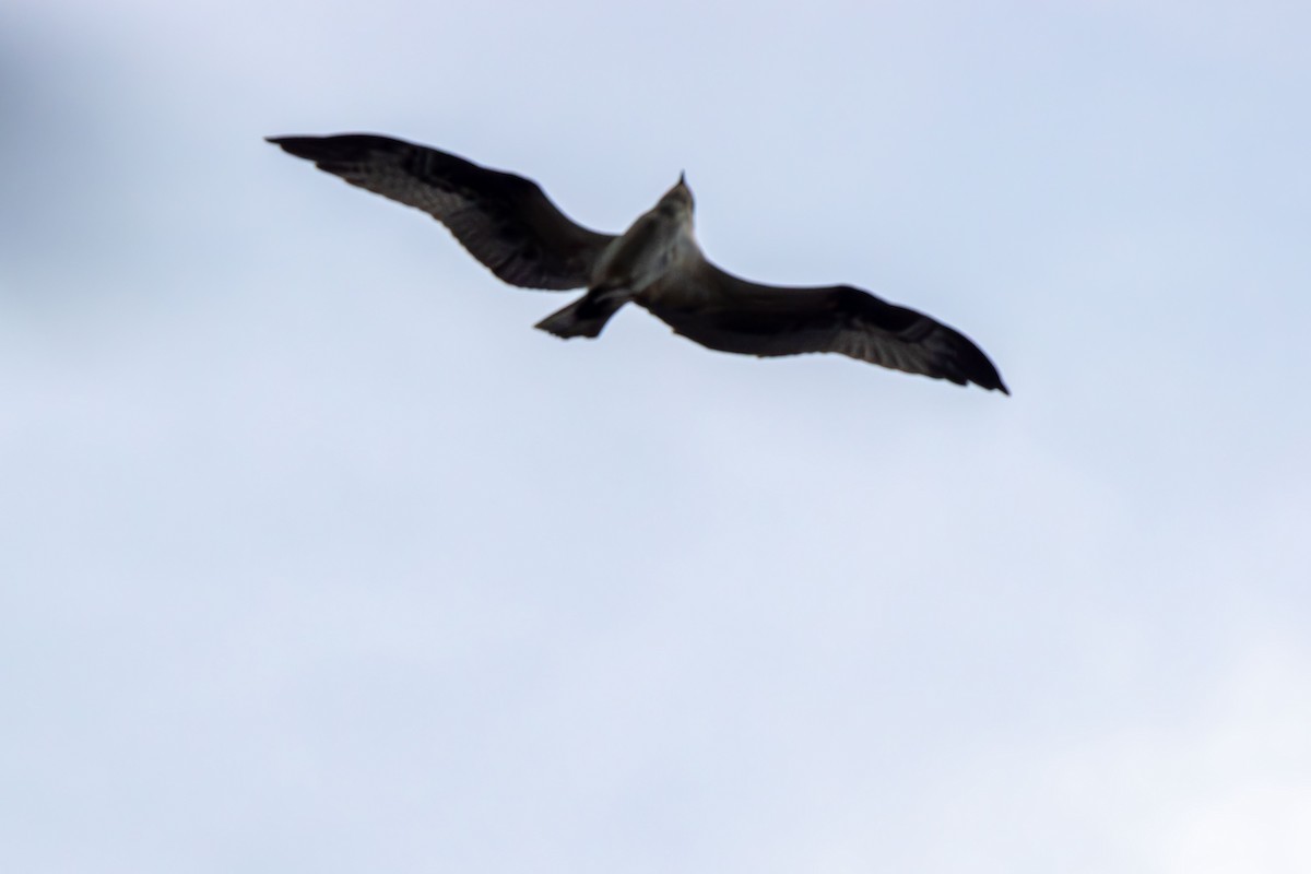 Águila Pescadora - ML642459212