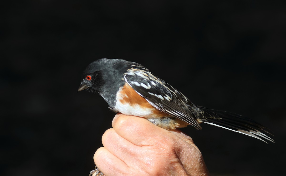 Spotted Towhee - ML642459214