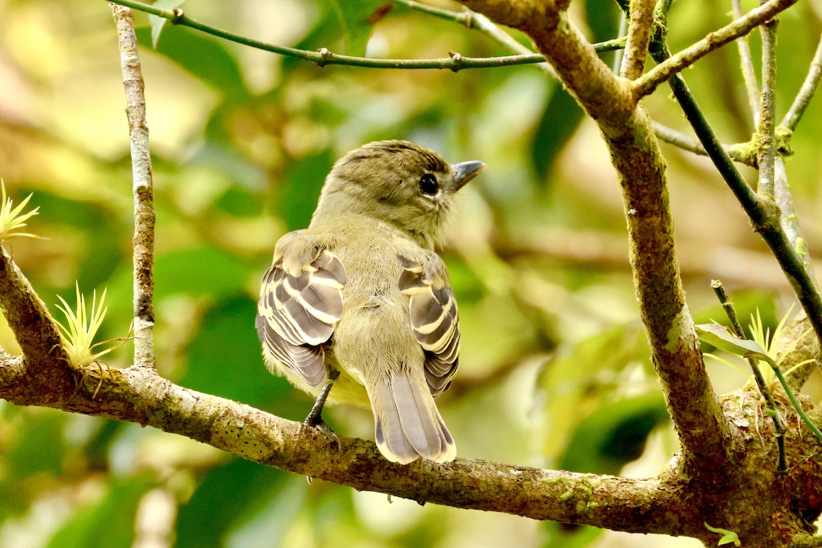 White-winged Becard - ML642459249
