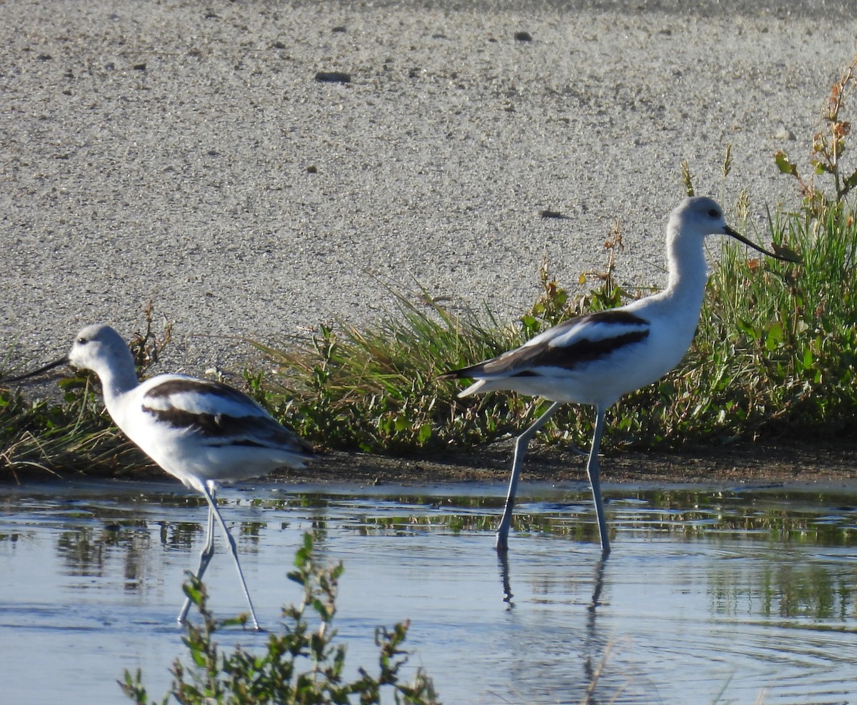 American Avocet - ML642459265
