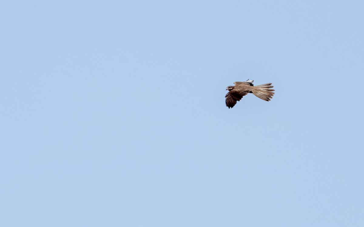 Black Falcon - ML642459276