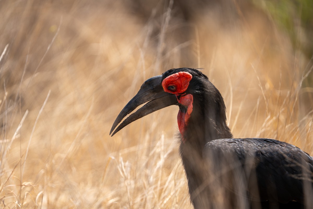 Southern Ground-Hornbill - ML642459280