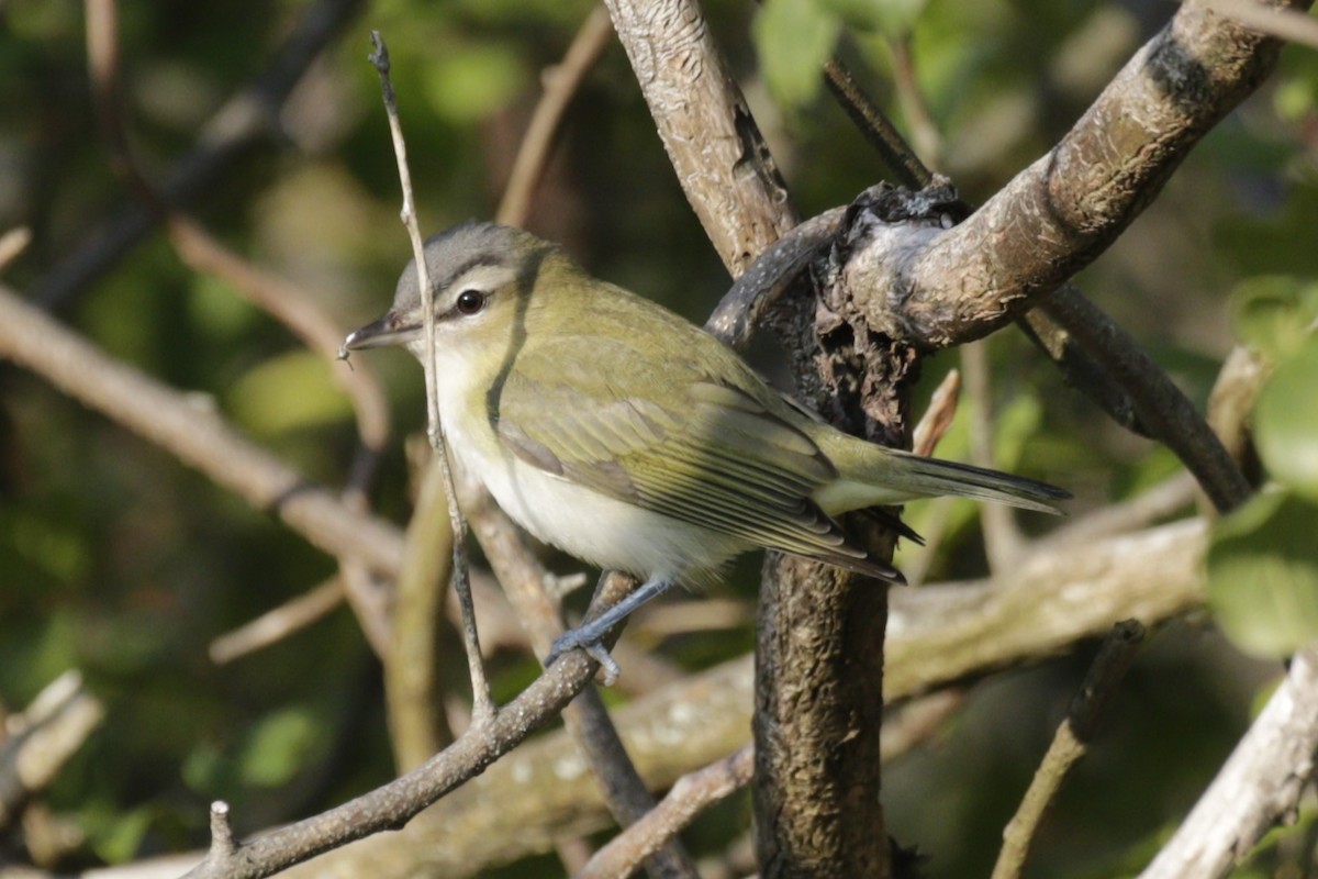Red-eyed Vireo - ML642459283