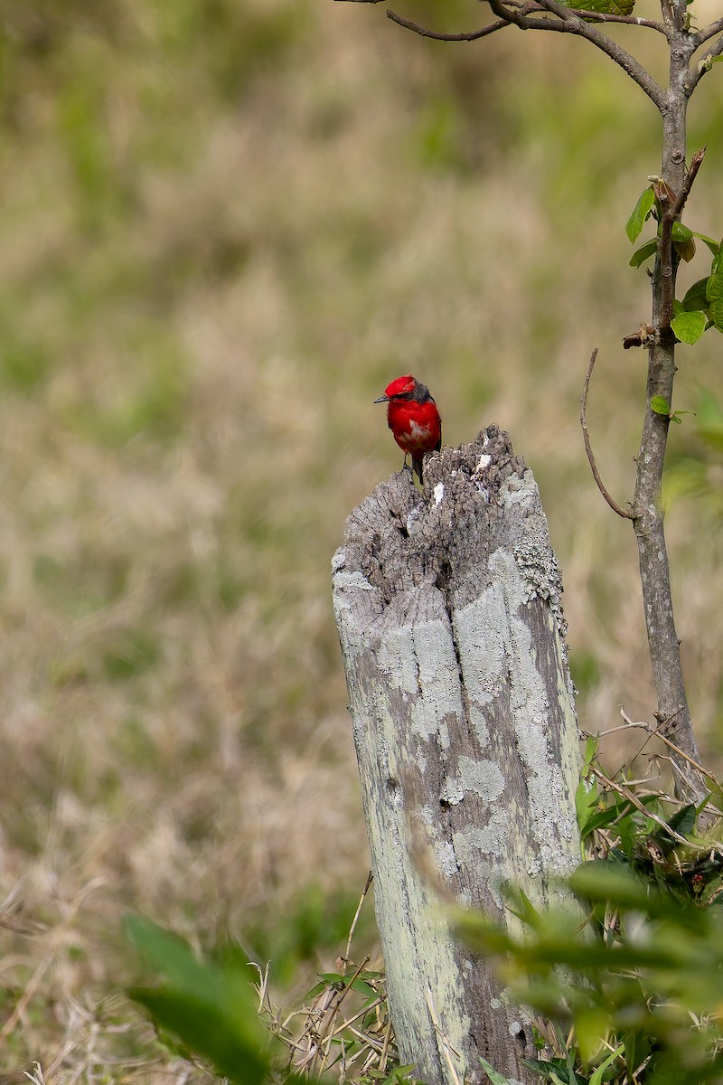 Vermilion Flycatcher - ML642459288
