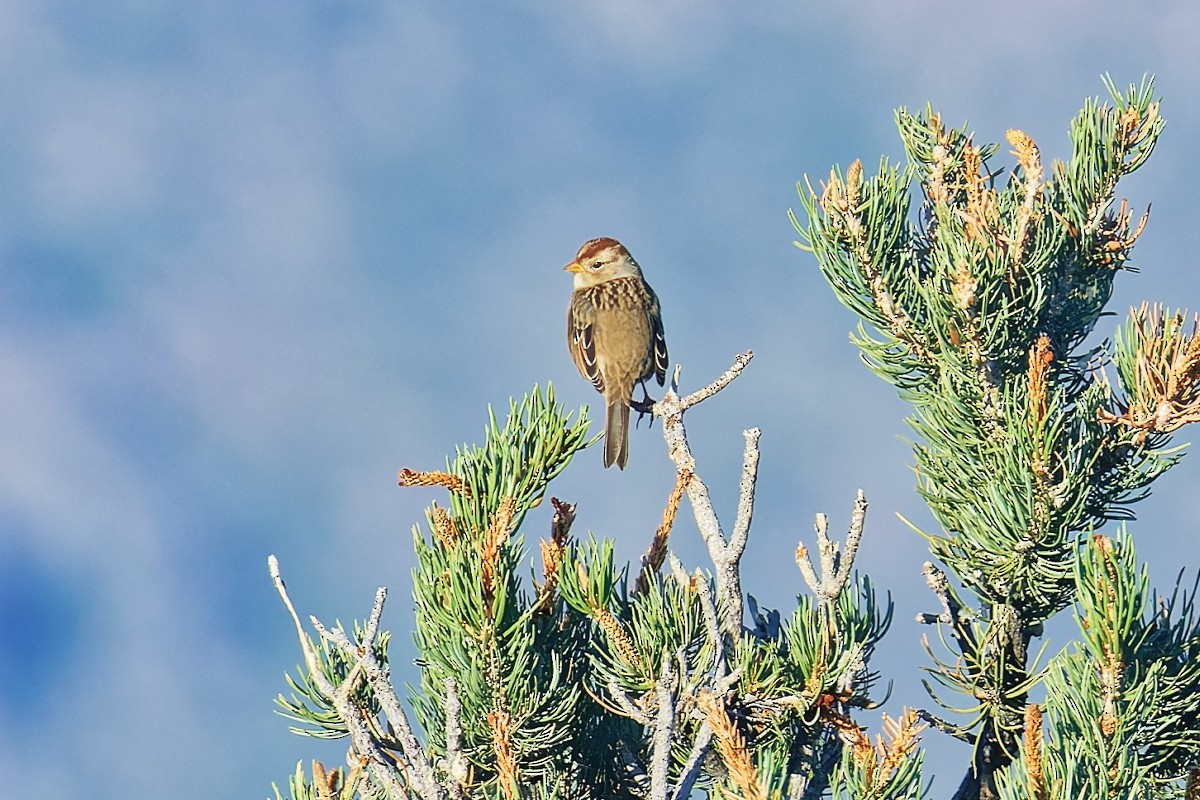 White-crowned Sparrow (Gambel's) - ML642459289