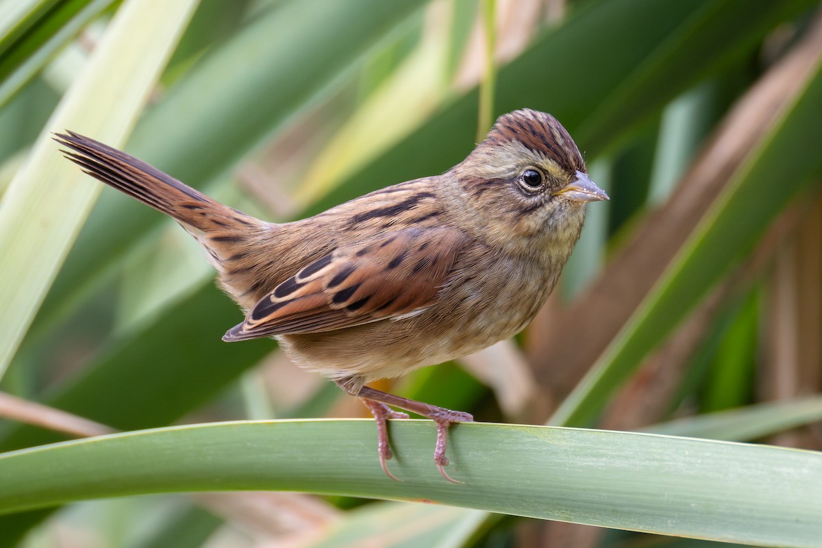 Swamp Sparrow - ML642459290