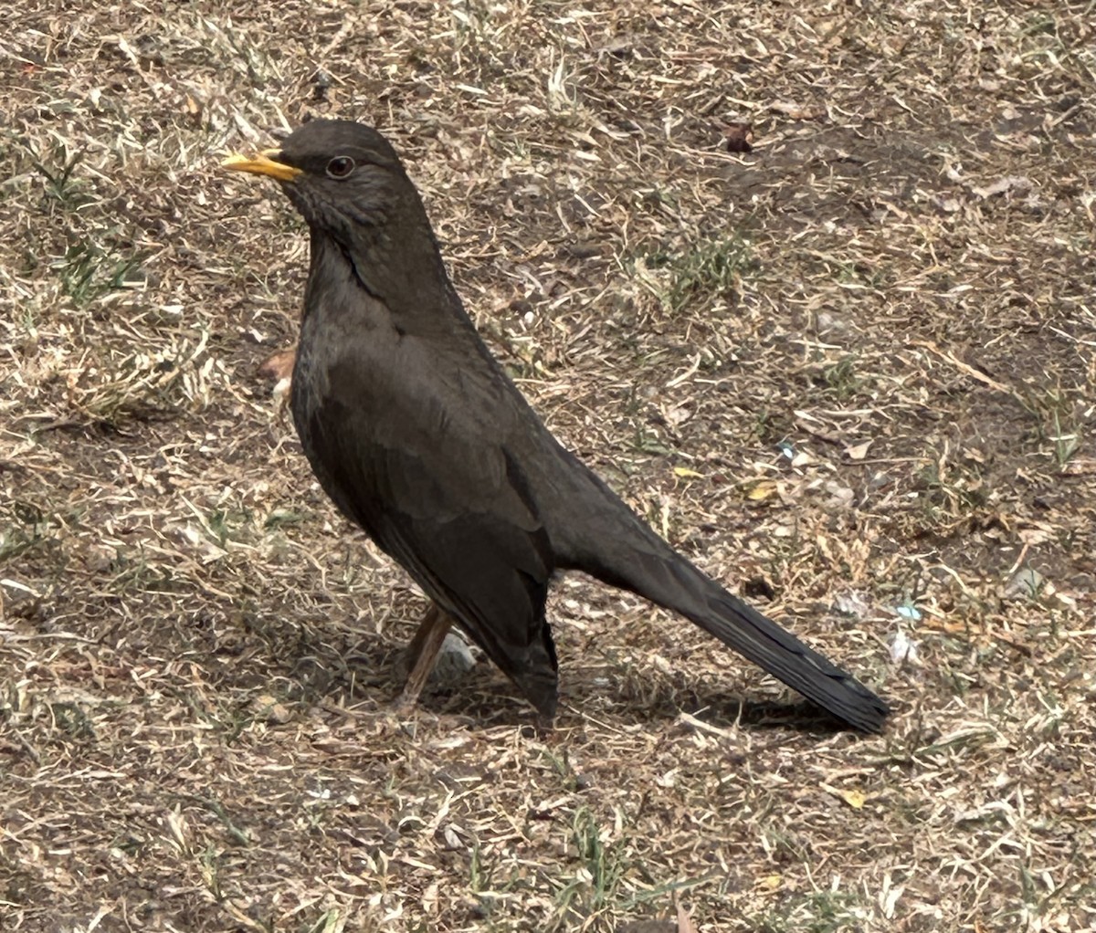 Chiguanco Thrush - ML642459291