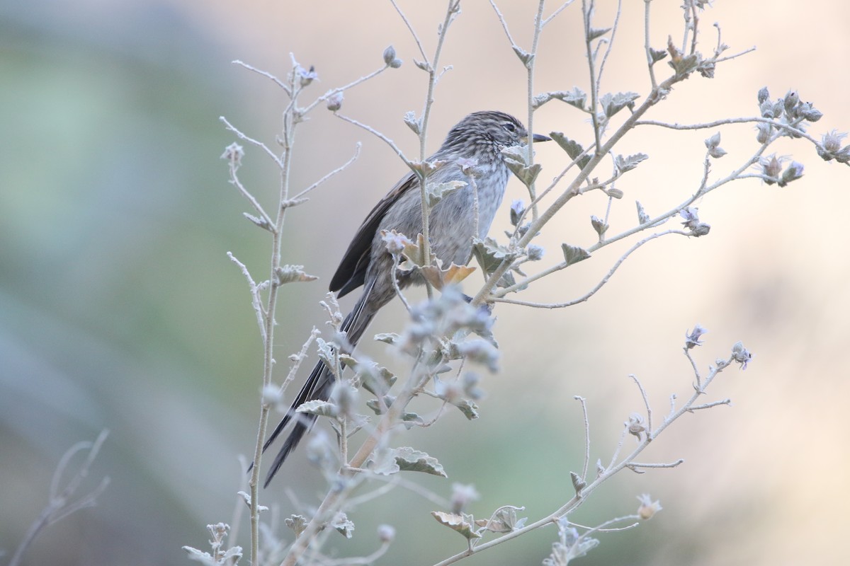 Streaked Tit-Spinetail - ML642459292