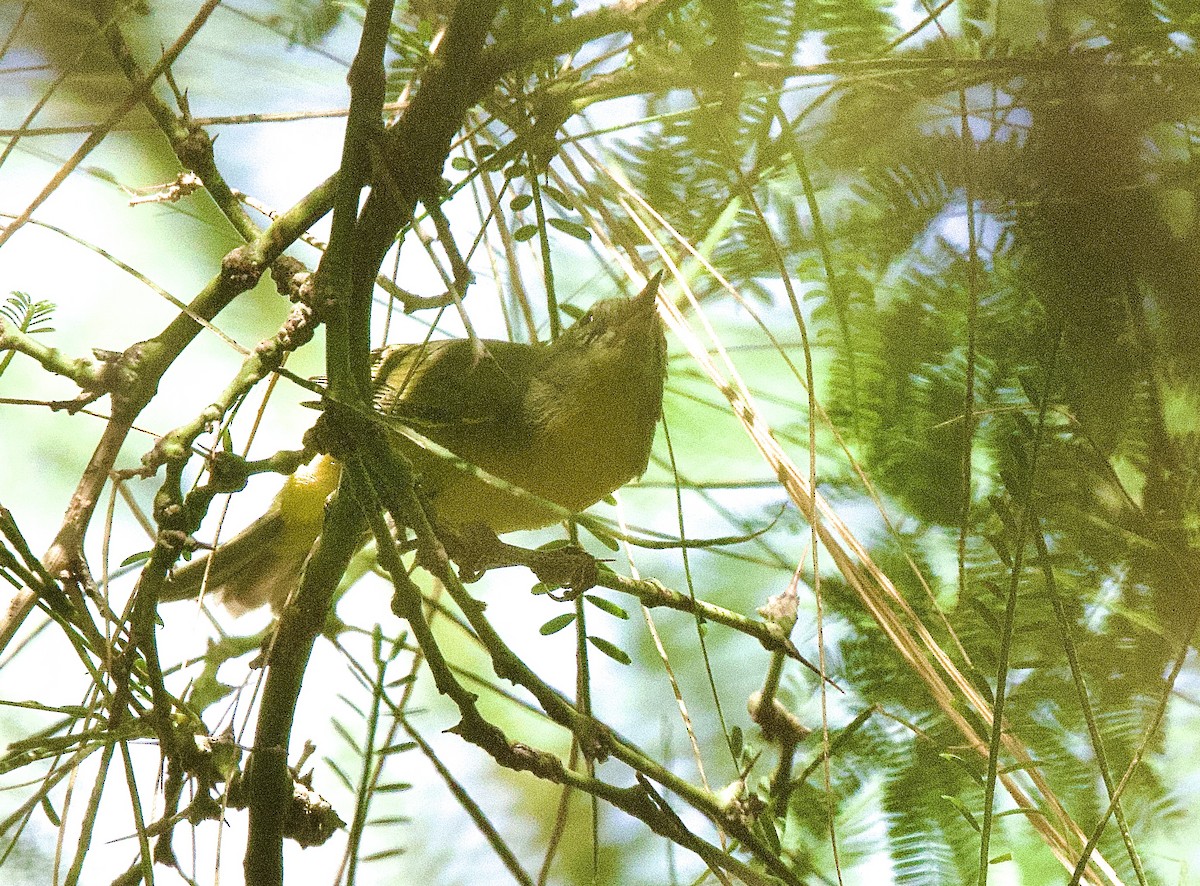 Nashville Warbler - ML642459293