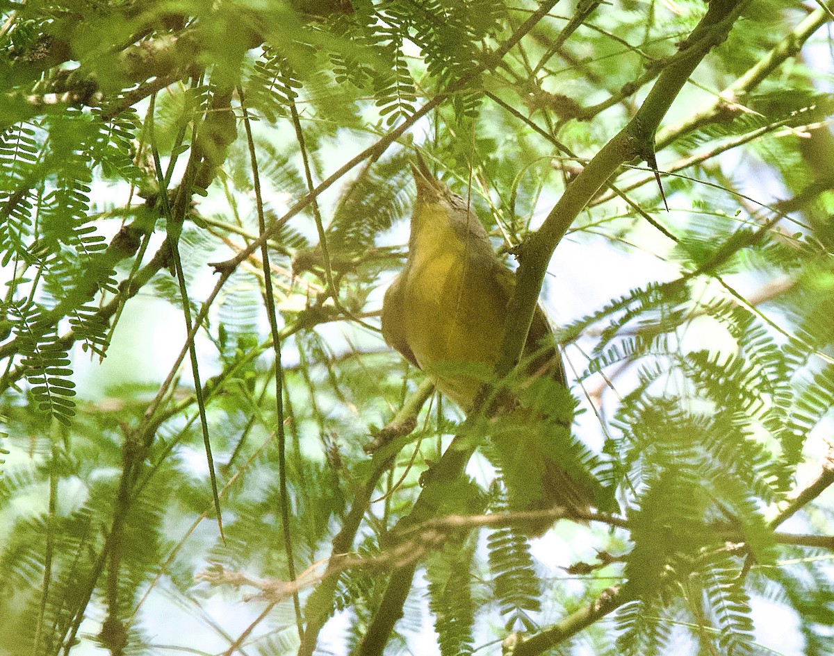 Nashville Warbler - ML642459294
