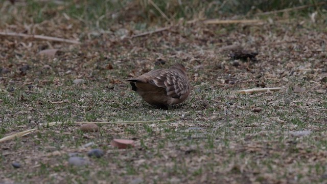 Bare-faced Ground Dove - ML642459295