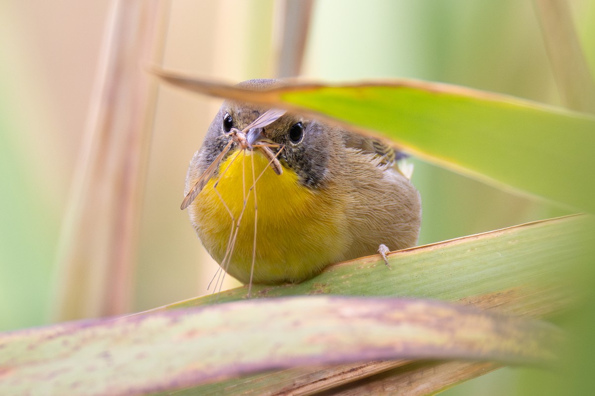 Common Yellowthroat - ML642459298