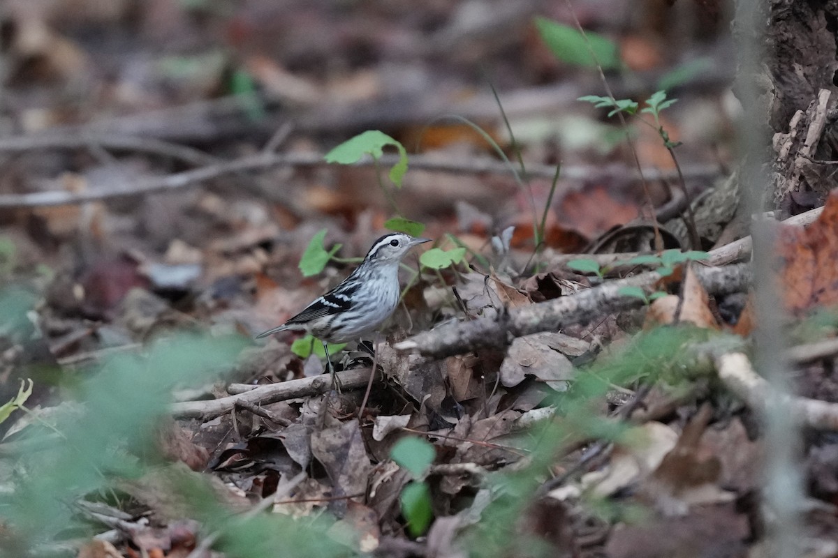 Black-and-white Warbler - ML642459300