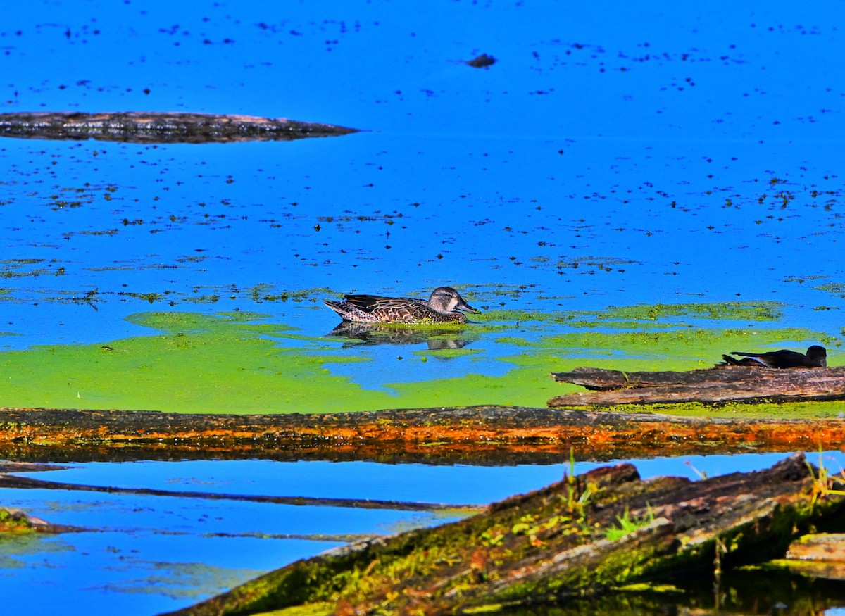 Blue-winged Teal - ML642459302