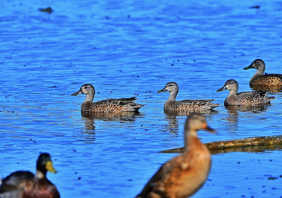 Blue-winged Teal - ML642459303