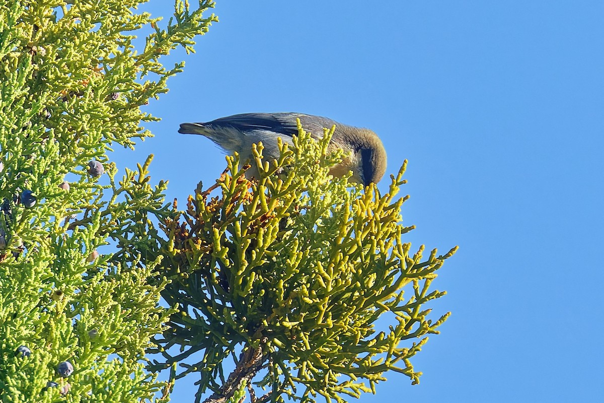 Pygmy Nuthatch - ML642459304