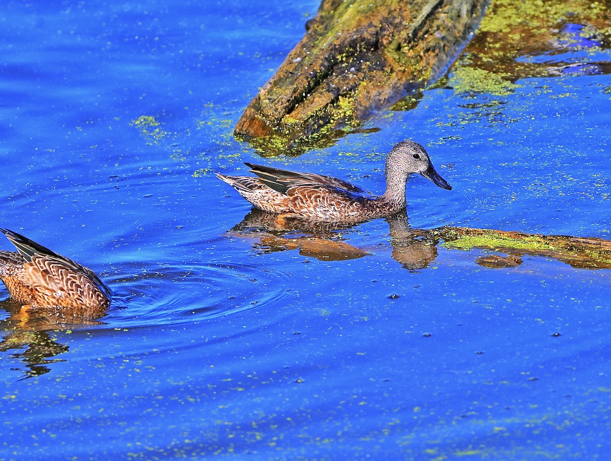 Blue-winged Teal - ML642459305