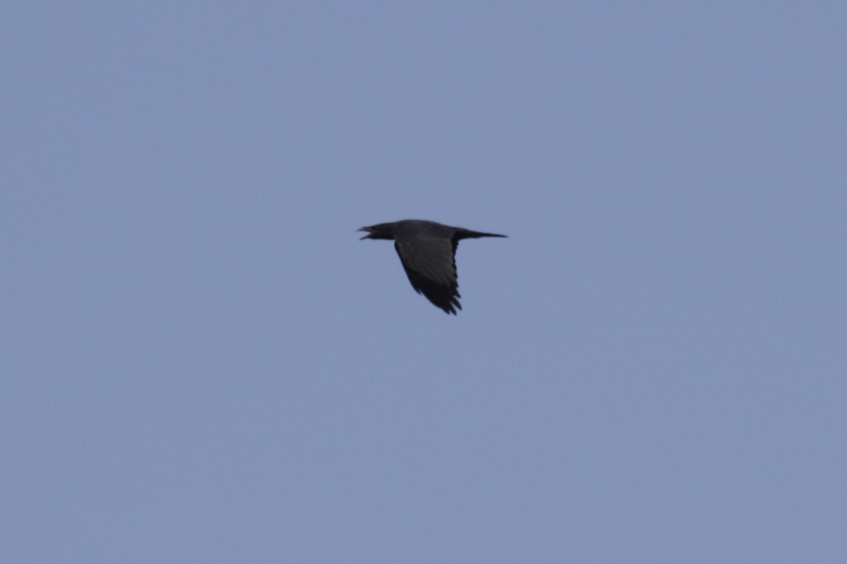 Common Raven - ML642459306
