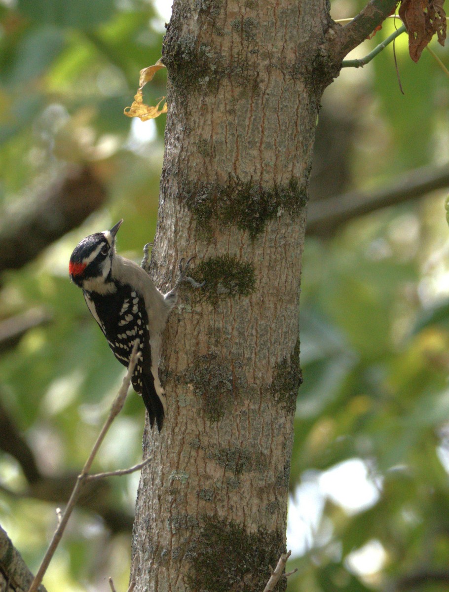 Downy Woodpecker - ML642459308