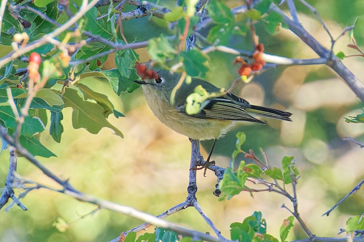 Ruby-crowned Kinglet - ML642459309