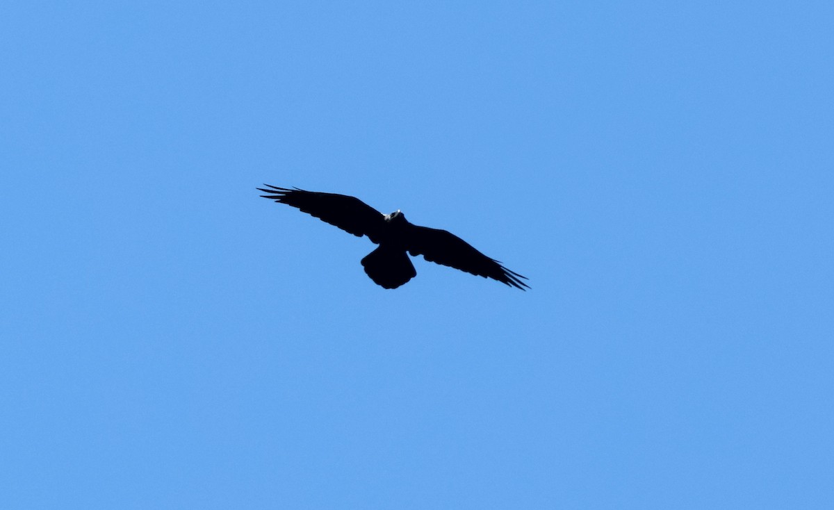 Chihuahuan Raven - ML642459310