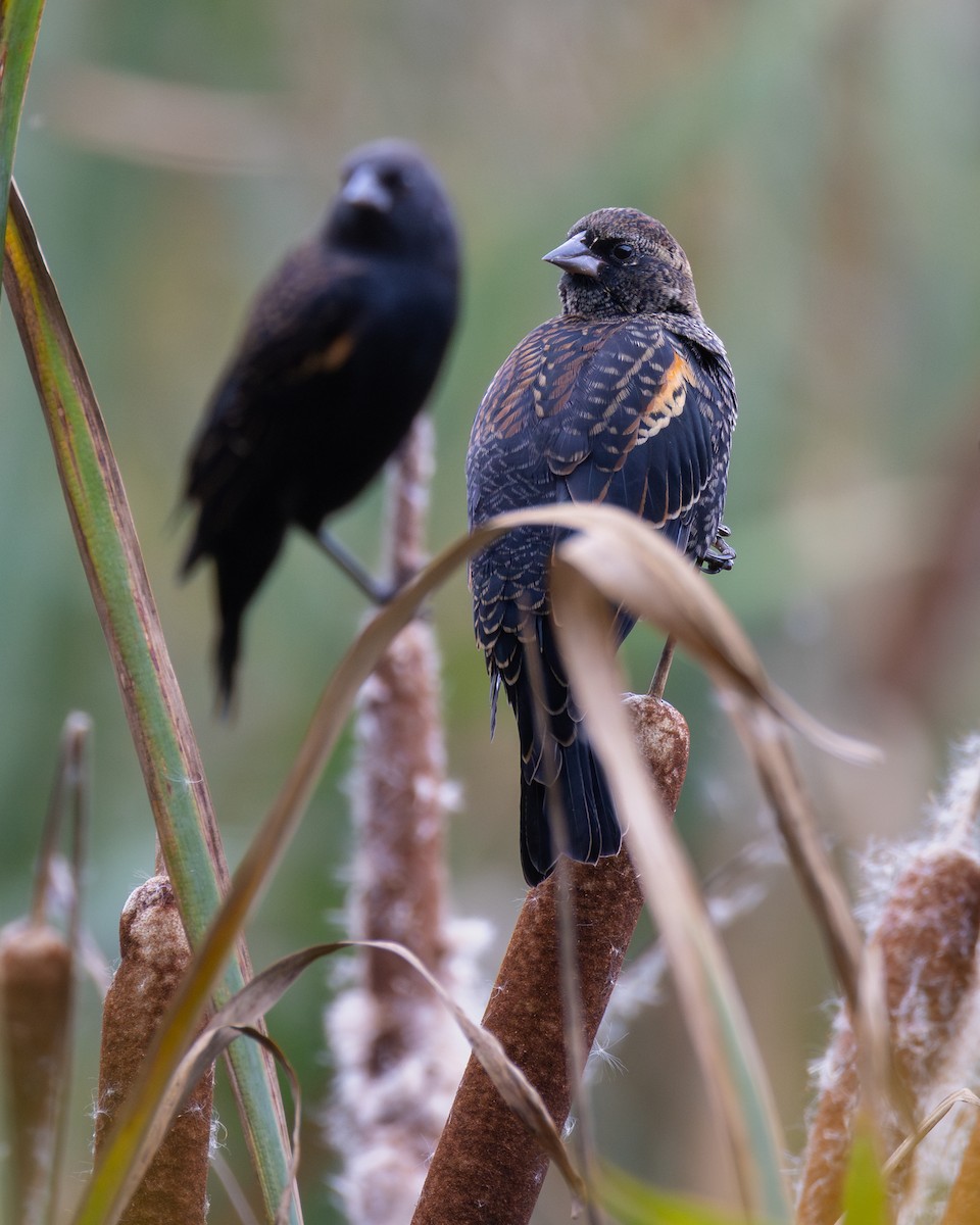 Red-winged Blackbird - ML642459311