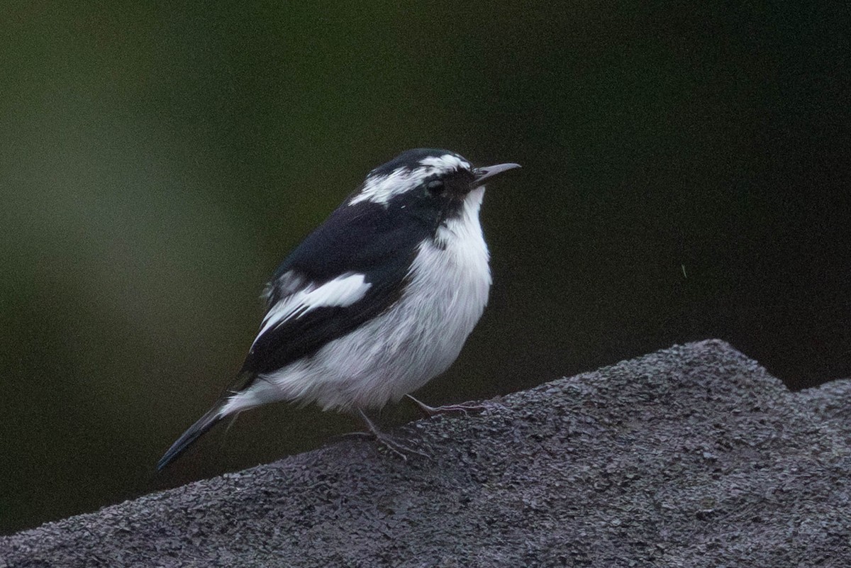 Little Pied Flycatcher - ML642459312