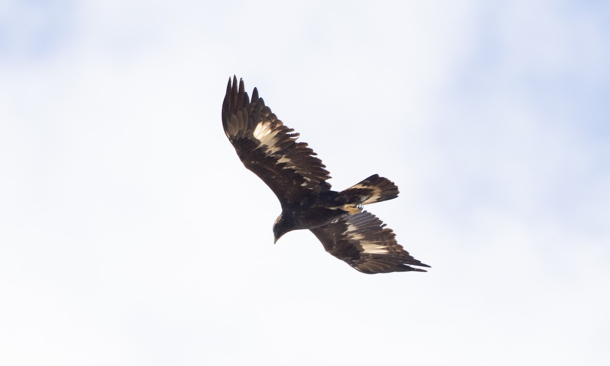 Golden Eagle - ML642459322