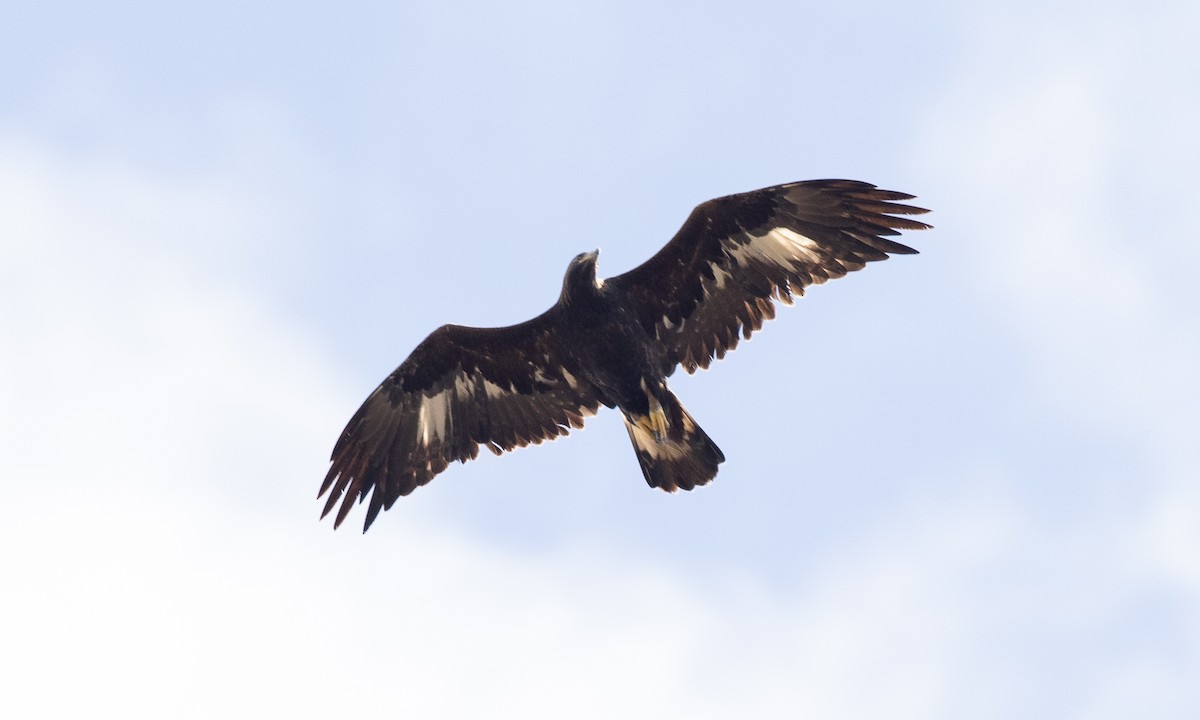 Golden Eagle - ML642459323