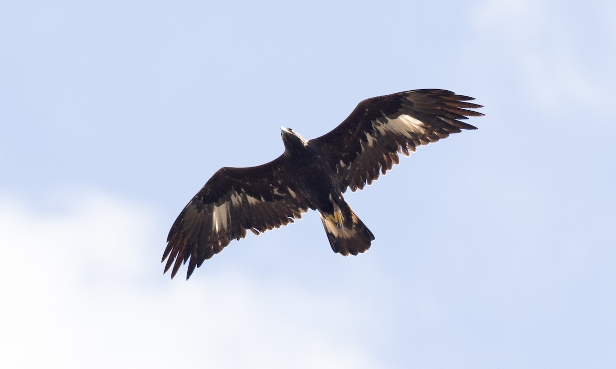 Golden Eagle - ML642459324