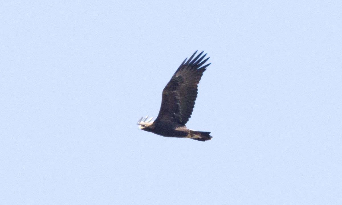 Golden Eagle - ML642459325