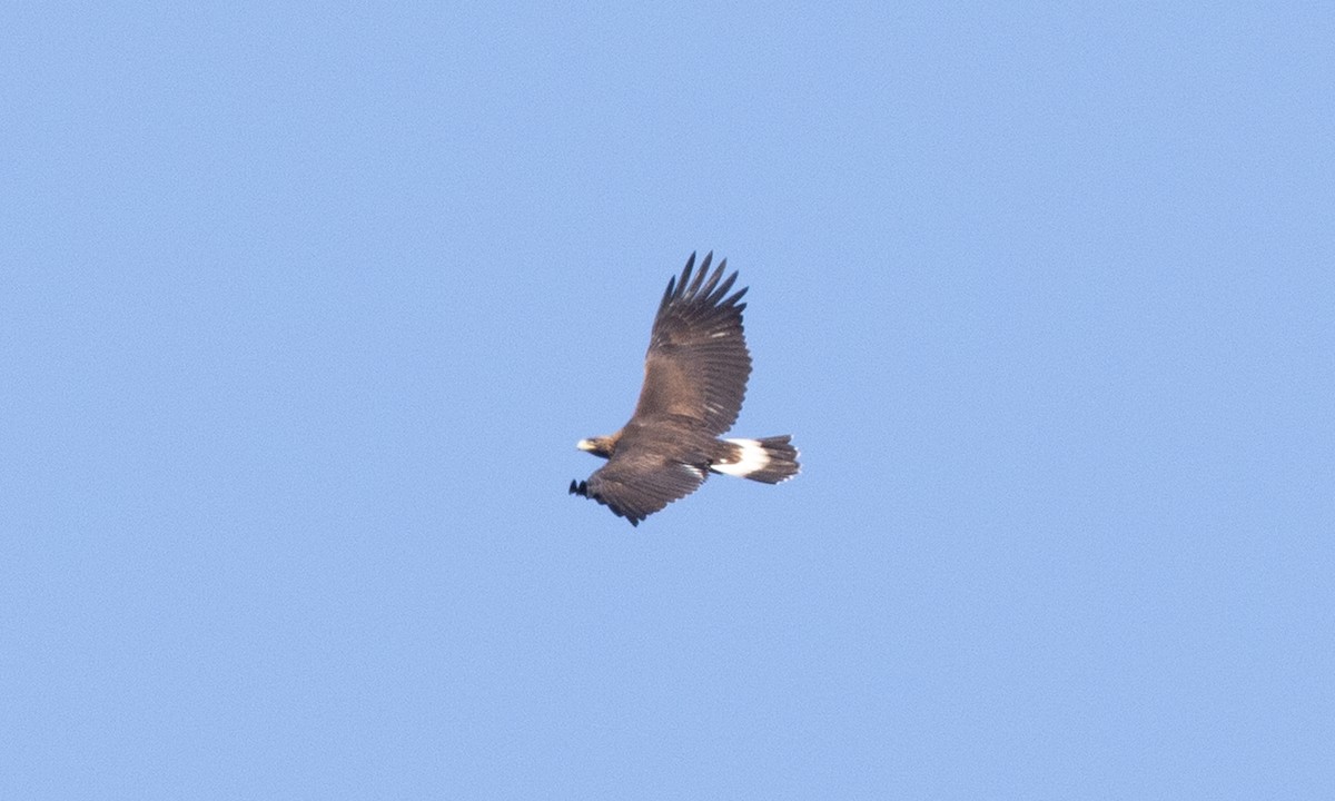 Golden Eagle - ML642459326