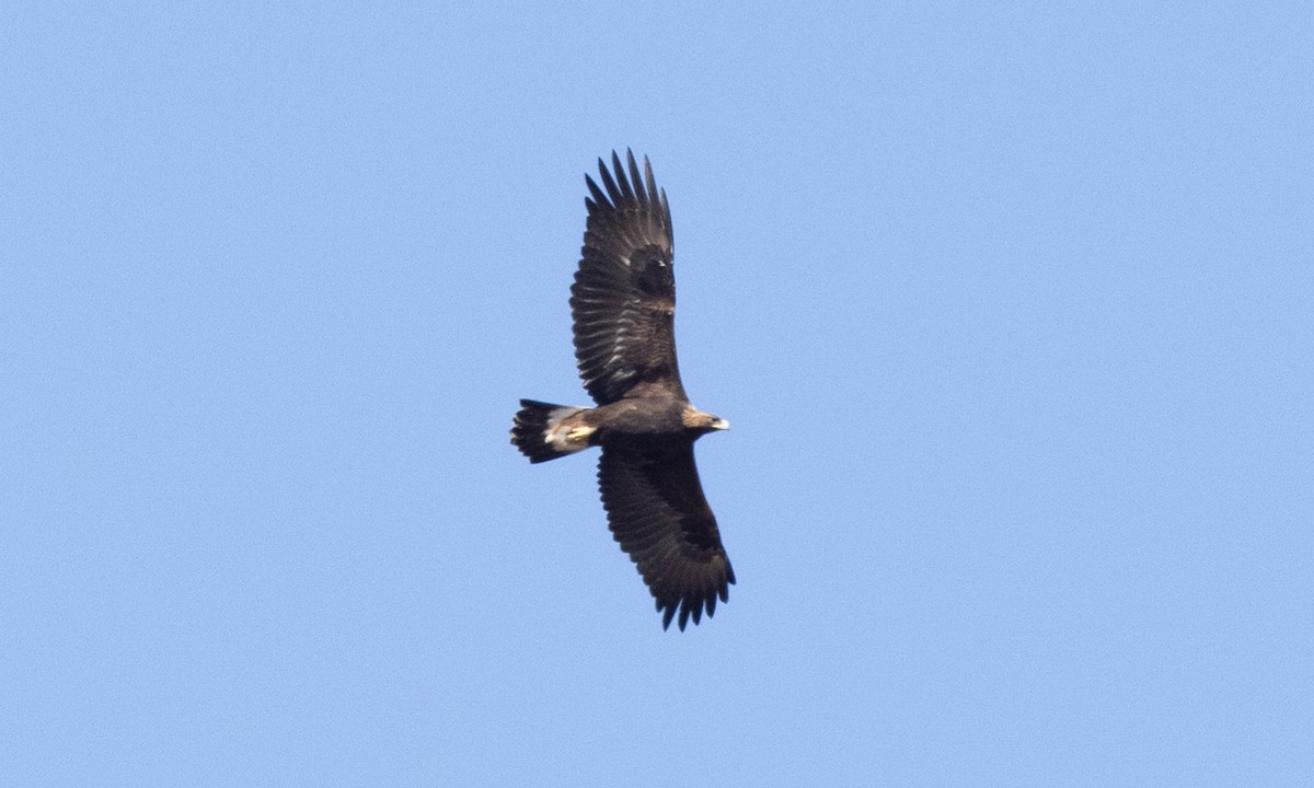 Golden Eagle - ML642459327