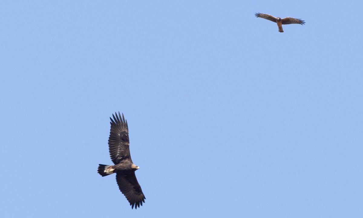 Golden Eagle - ML642459328