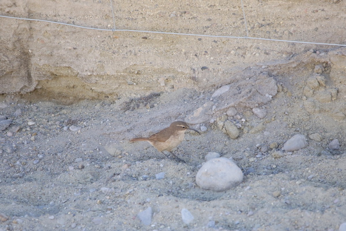 White-throated Earthcreeper - ML642459329