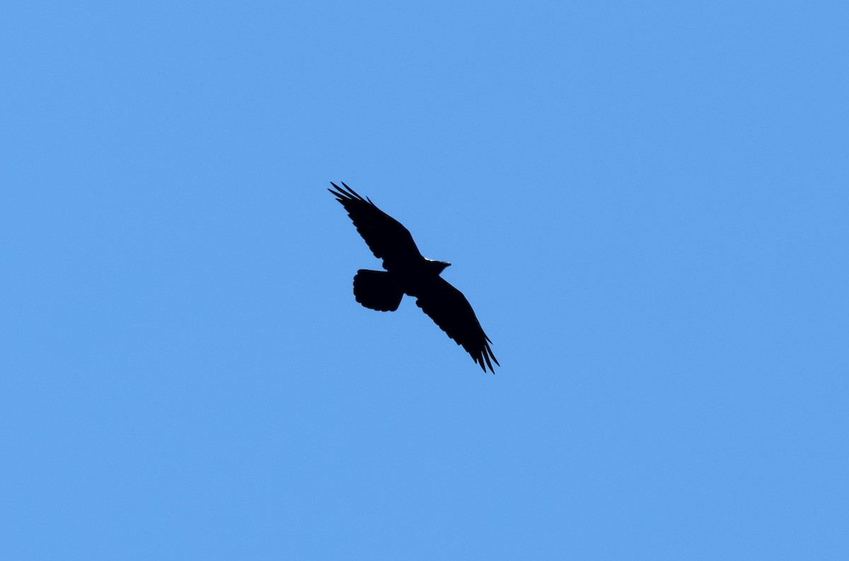 Chihuahuan Raven - ML642459330