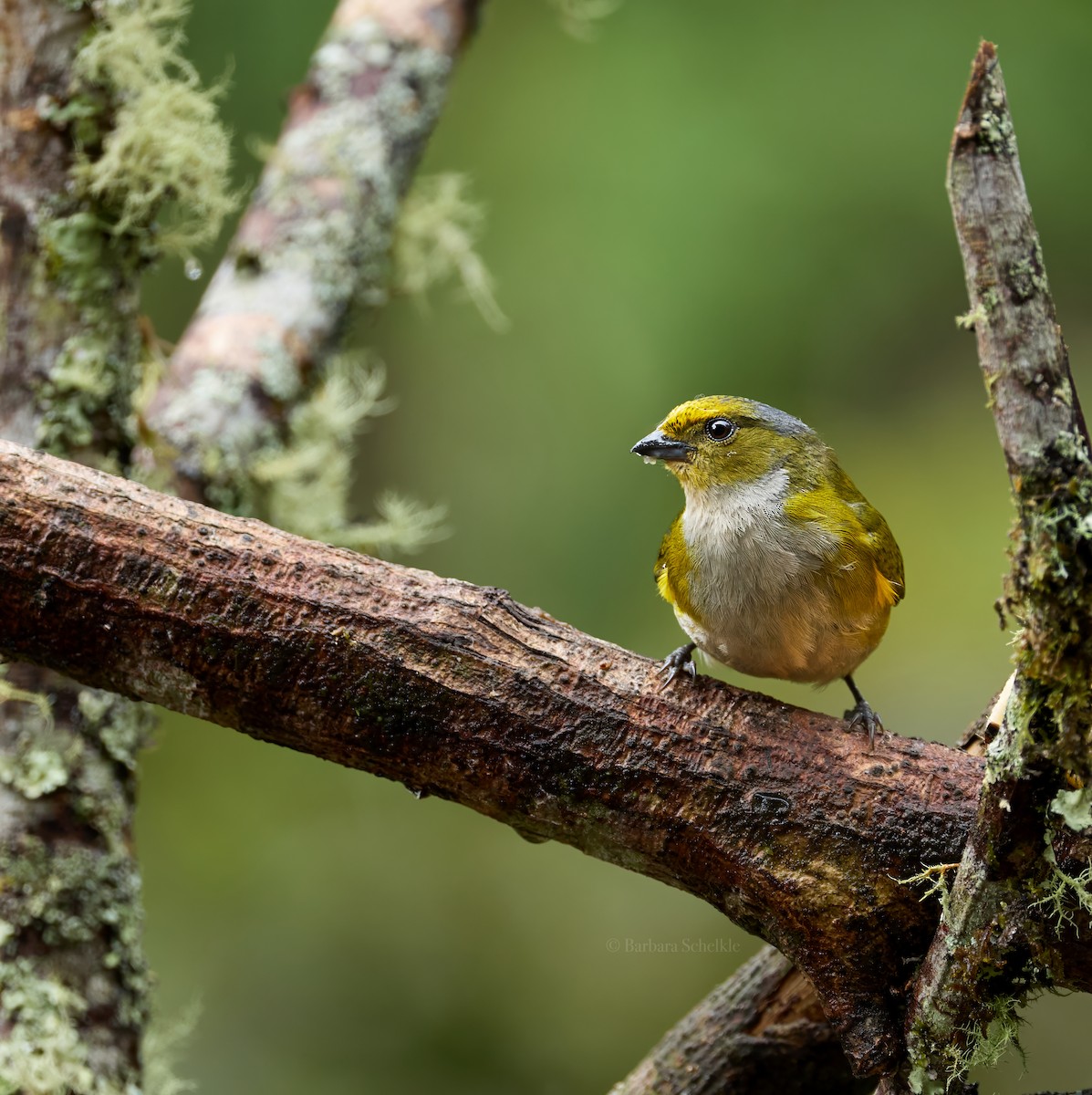 Orange-bellied Euphonia - ML642459344