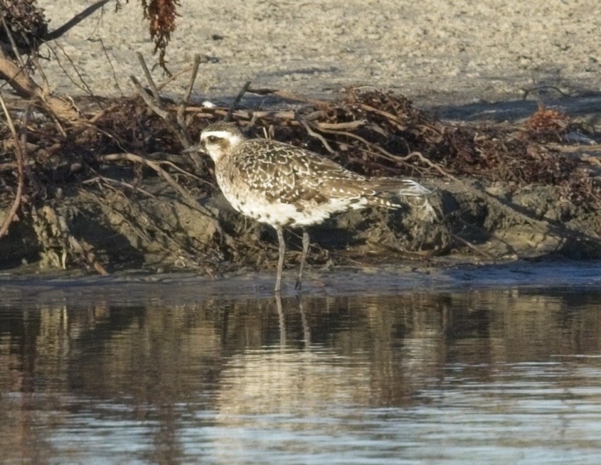 American Golden-Plover - ML642459355