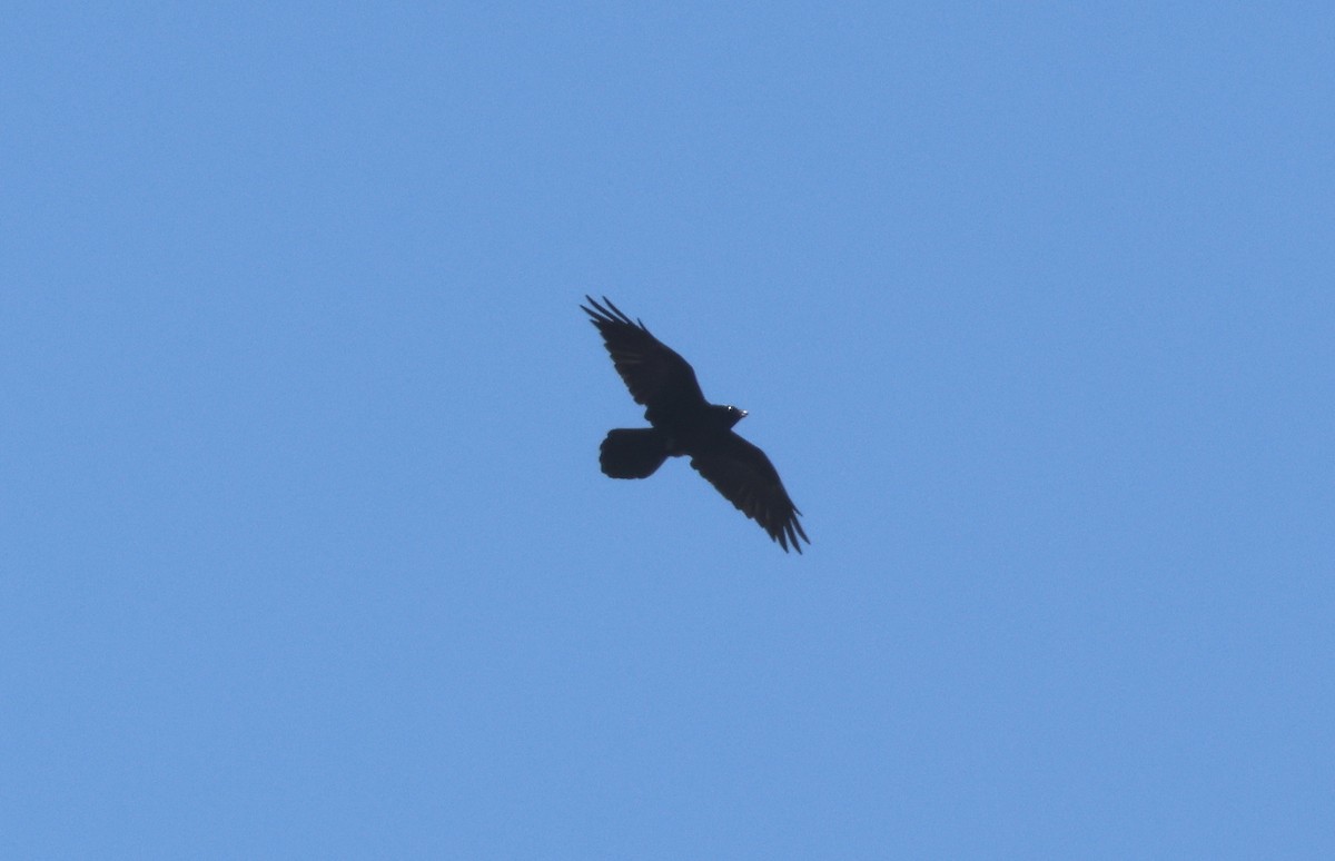 Chihuahuan Raven - ML642459357