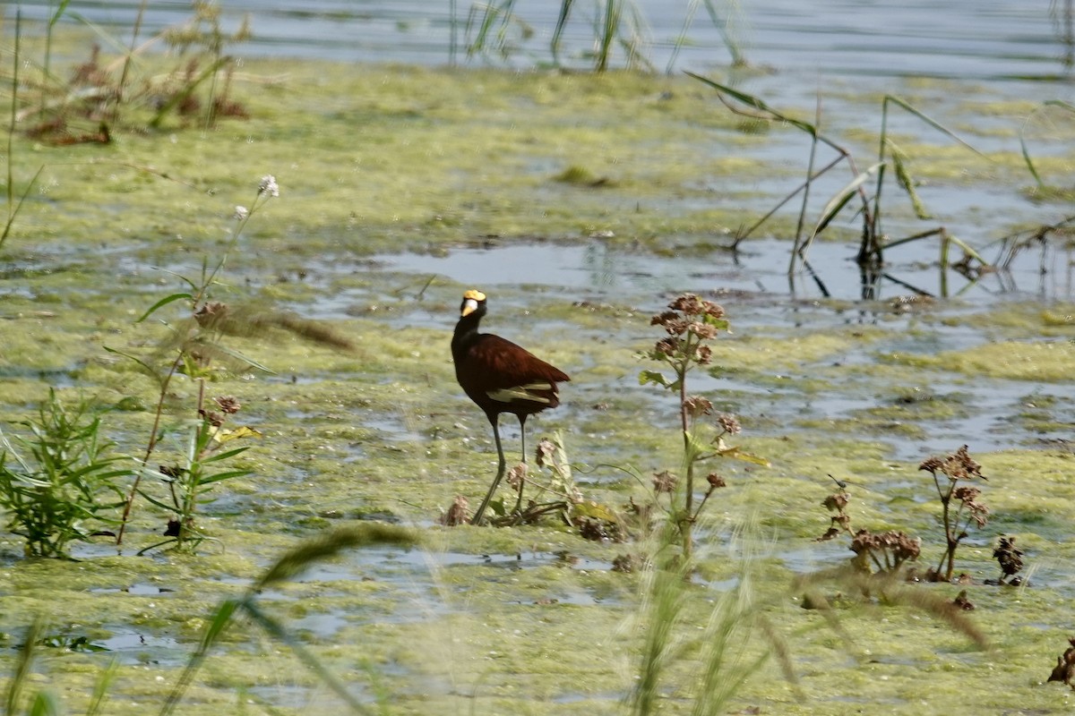 Northern Jacana - ML642459358