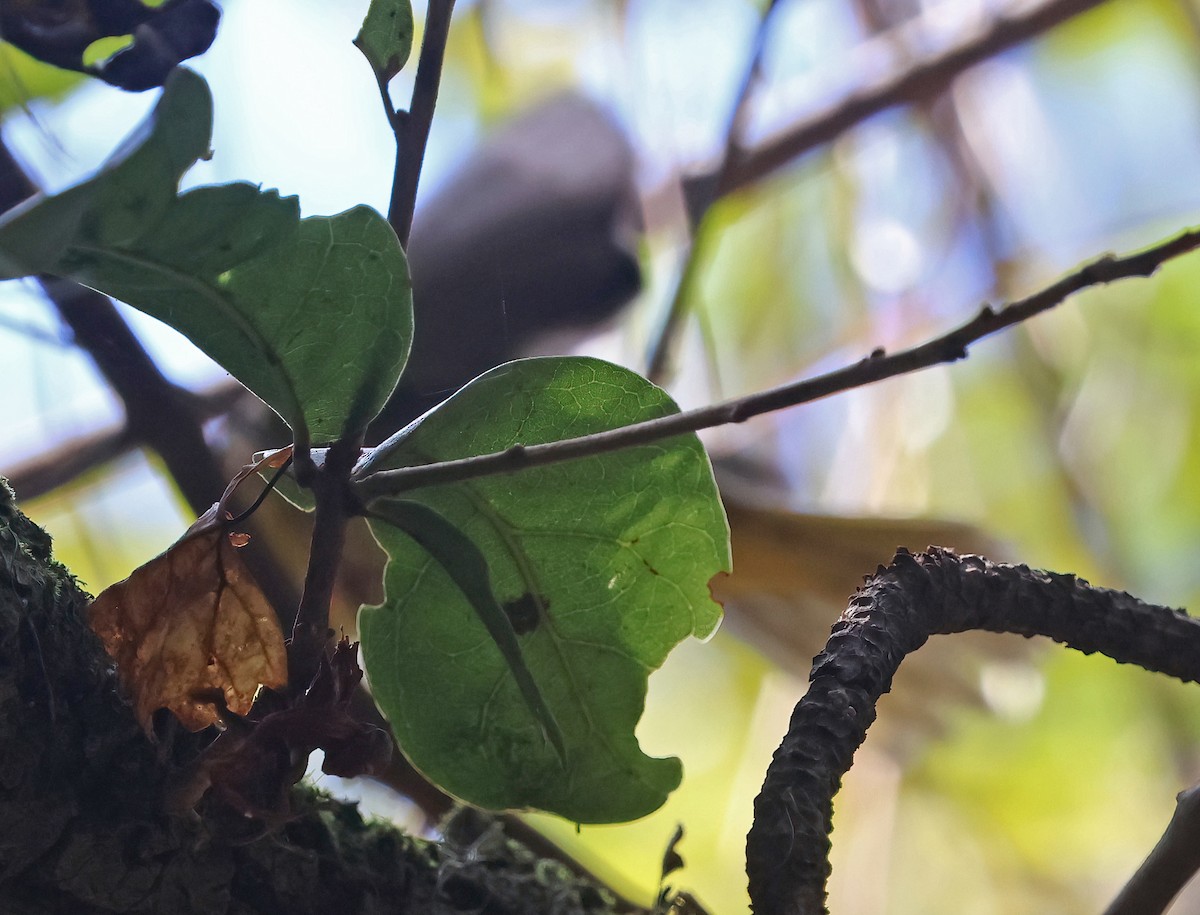 Kentucky Warbler - ML642459377