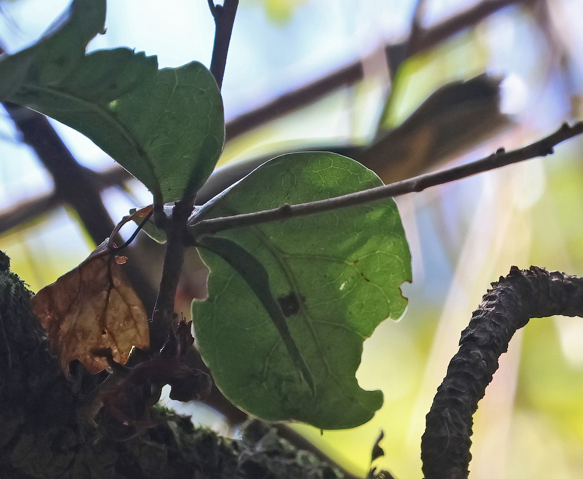 Kentucky Warbler - ML642459378