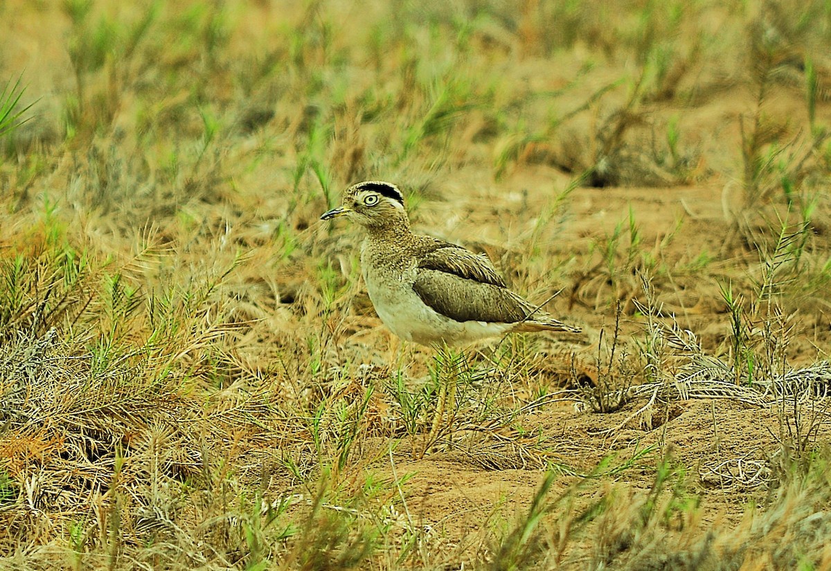 Peruvian Thick-knee - ML642459381