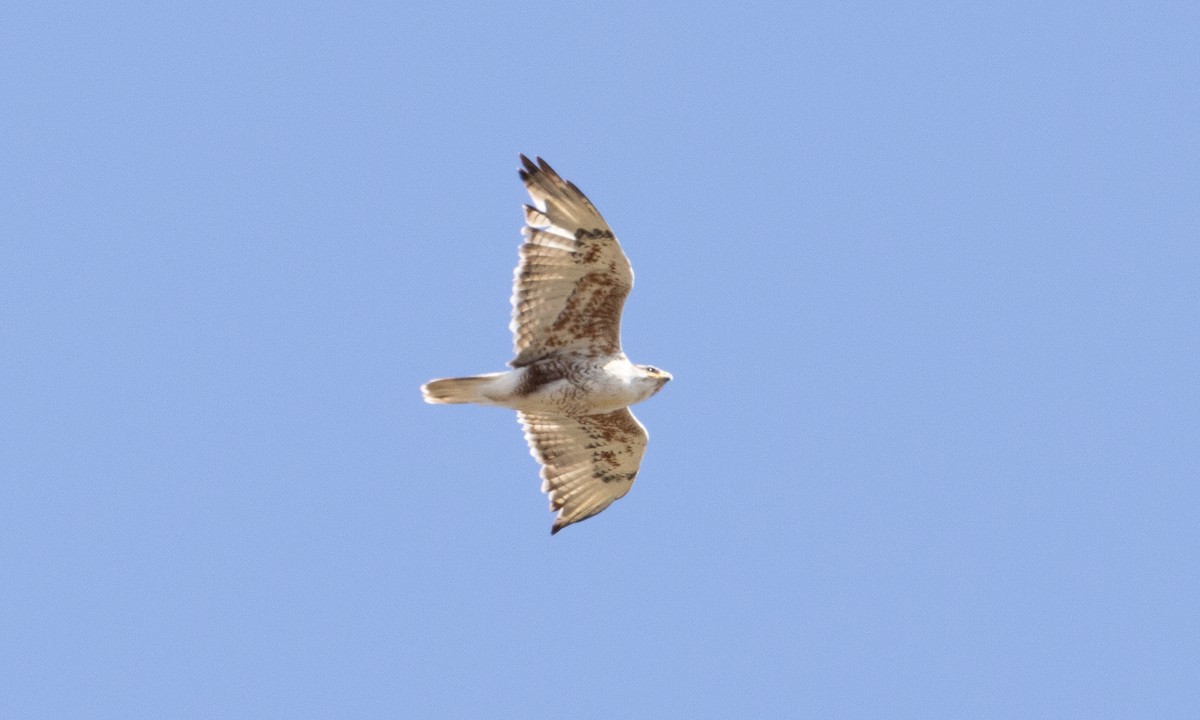 Ferruginous Hawk - ML642459384