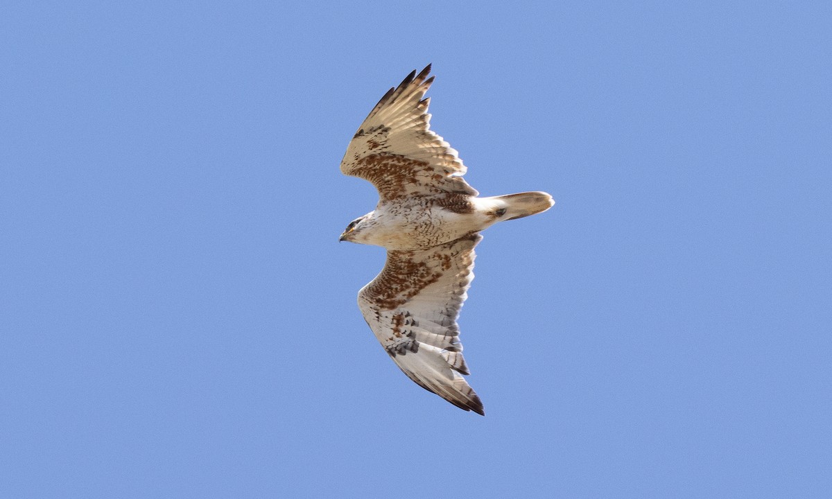 Ferruginous Hawk - ML642459385