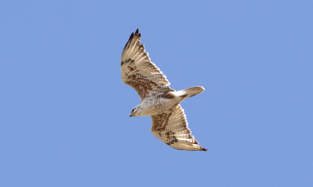 Ferruginous Hawk - ML642459386